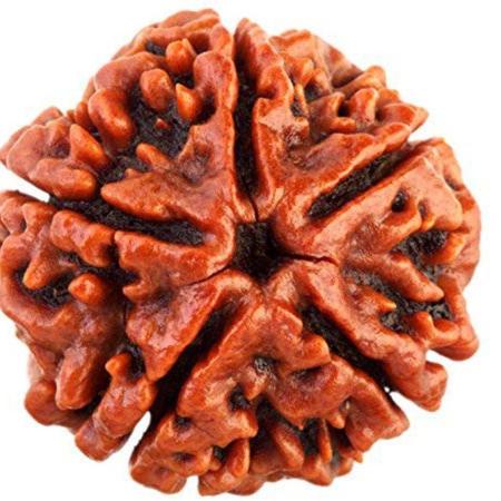 ॐ Original Nepal Origin 5 Mukhi (Panchmukhi) Rudraksha – 17mm to 22mm ॐ