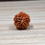 ॐ Original Nepal Origin 5 Mukhi (Panchmukhi) Rudraksha – 17mm to 22mm ॐ