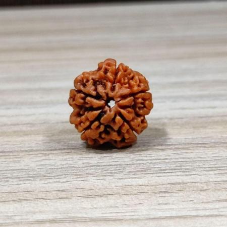 ॐ Original Nepal Origin 5 Mukhi (Panchmukhi) Rudraksha – 17mm to 22mm ॐ